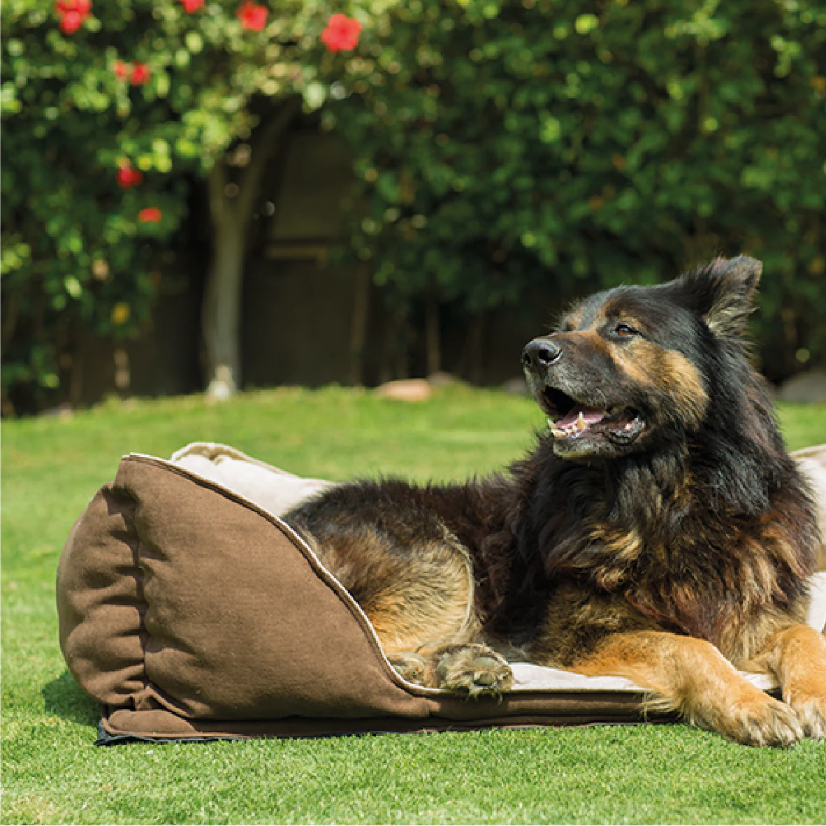 Mike Pet Bed - Image 30