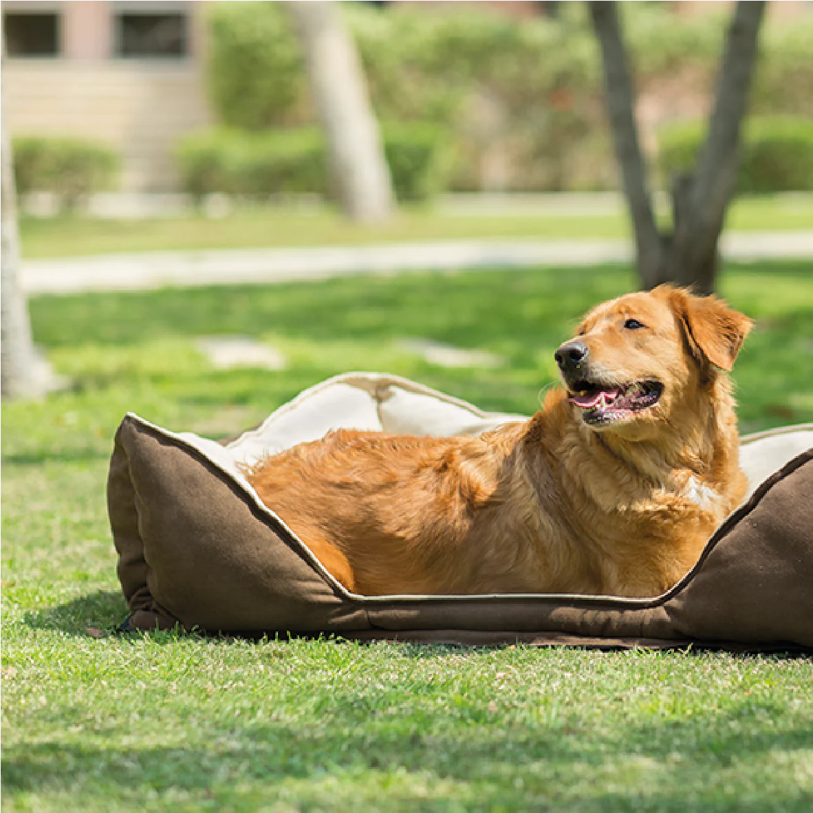 Mike Pet Bed - Image 31